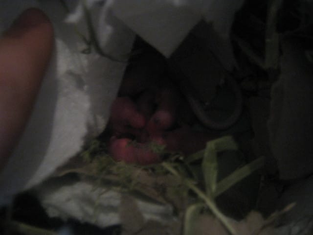pepite a enfin eu c est petits :) il y en a 7 :) voila des photos ! bon maitenant il ont 6 jours :) 