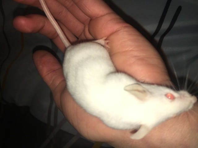 Comment savoir si sa souris est gestante ?