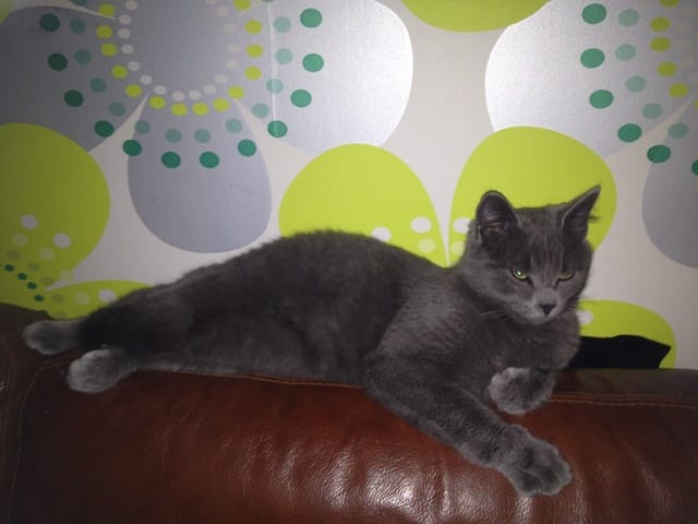Est ce un chartreux??