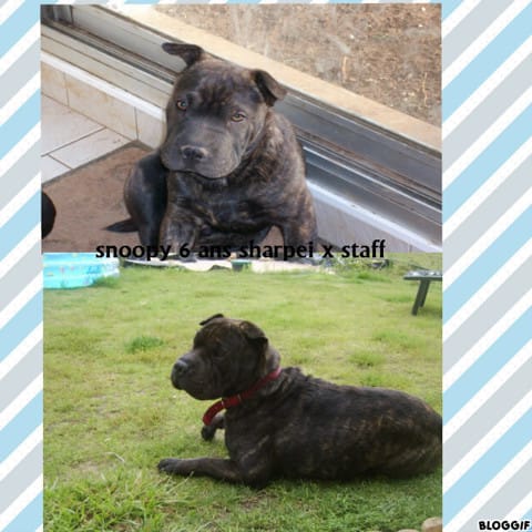 je vous présente snoop croisé shar-peï !!!