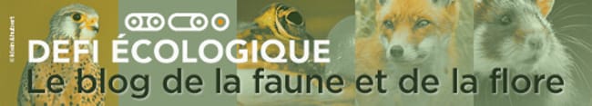 Julien - Défi-éco