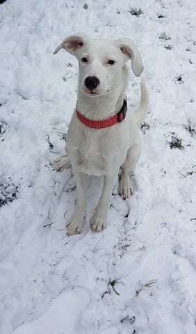 Quel est le croisement ?