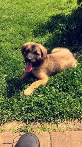 Les oreilles malinois croisé australien