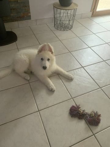 oreilles berger blanc suisse