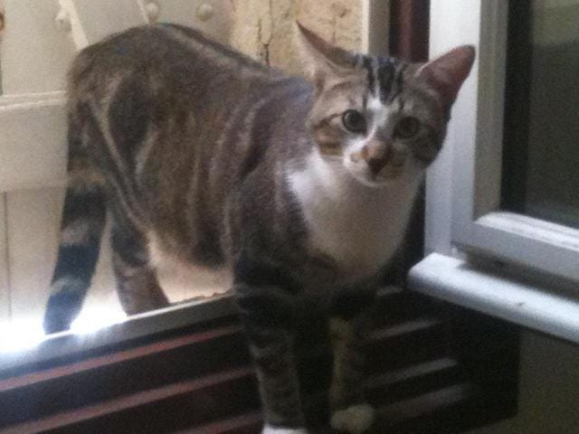 Quelqu'un pourai me dire quel et la race de mon chat svp