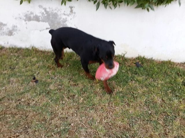 Rottweiler avec croupe courbée 