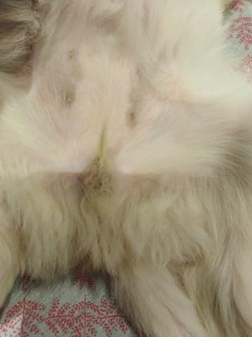 Sexer un chiot bichon