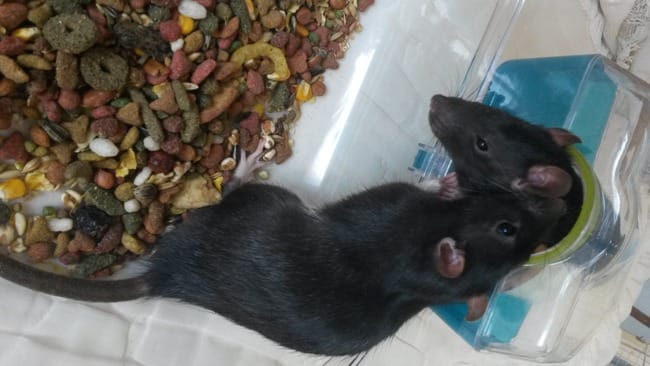 Deux rats cherchent une famille