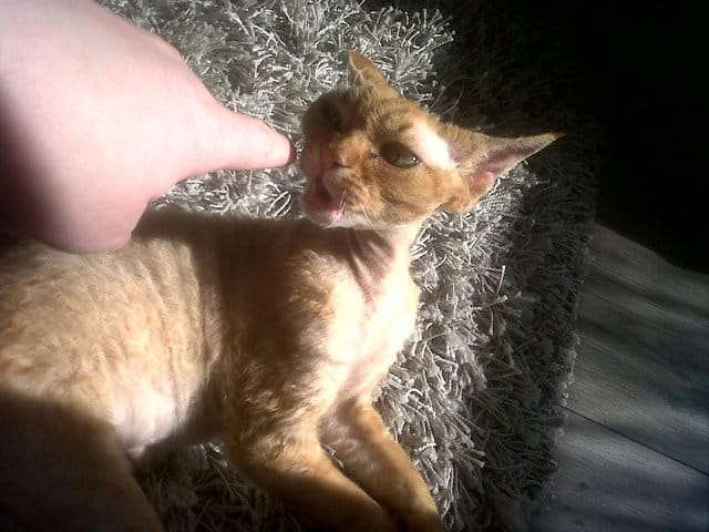 Comment empêcher son chat de mordre