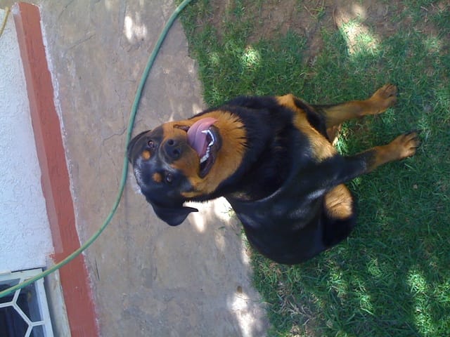 Information sur mon rottweiler