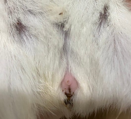 Déterminer sexe cochons d'inde