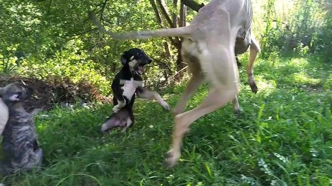 Simba, Dhiboune et la tribue de Xena