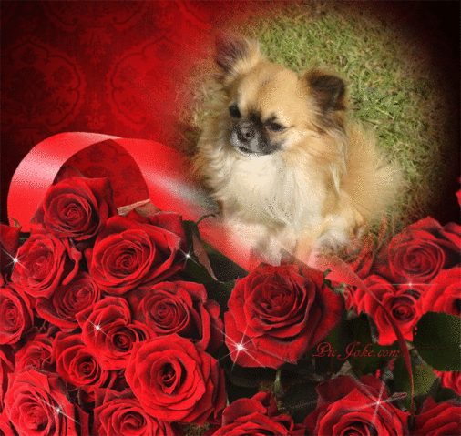 Chihuahua 4 ans crises épileptie en série