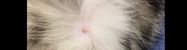 Aidez moi ( savoir si mon chaton de 4 mois et demi est enceinte)