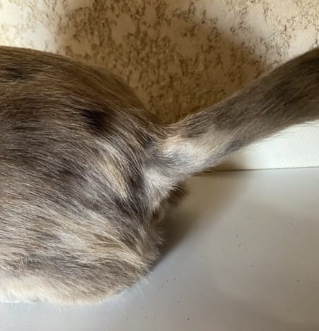 Avez-vous des solutions pour traiter les « trous » de pelage sans lésions cutanées ? SVP