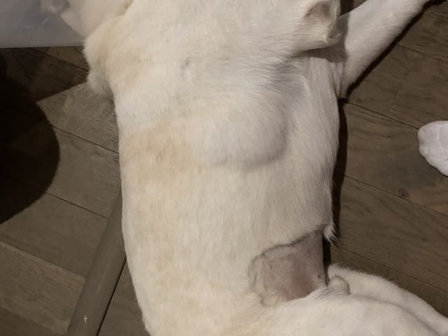 Tuméfaction côté chien.