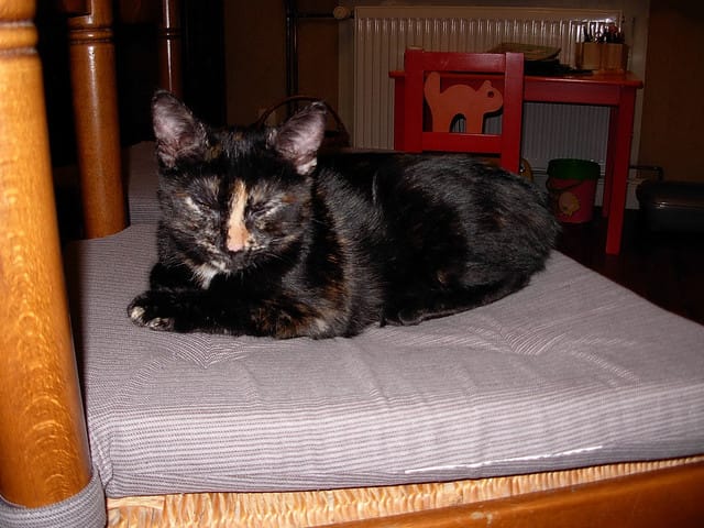 ma chatte Babou