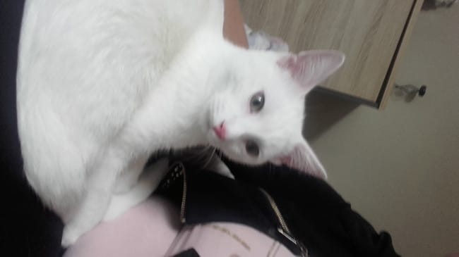 Mon chat a un bouton
