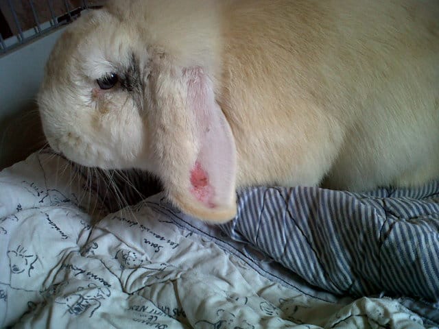 Ma lapine n'a plus de poils a l'oreille