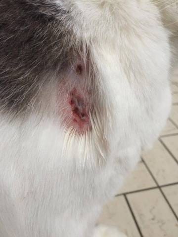 Grosse blessure à l'épaule de mon chat