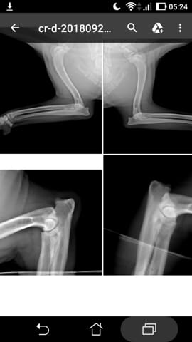 Suspission Dysplasie du coude sur un labrador de 11 mois