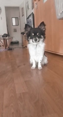 Est ce que mon chien est un chihuahua pur race?