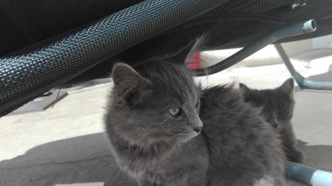 petit chaton adopté Nebelung ???