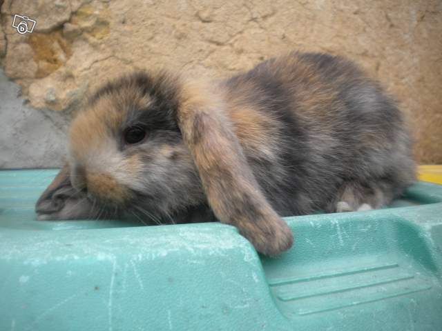 A quel âge est-ce bien de faie reproduire une lapine ??