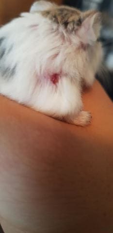 Mon hamster roborovski est ouvert au dessus de la patte.