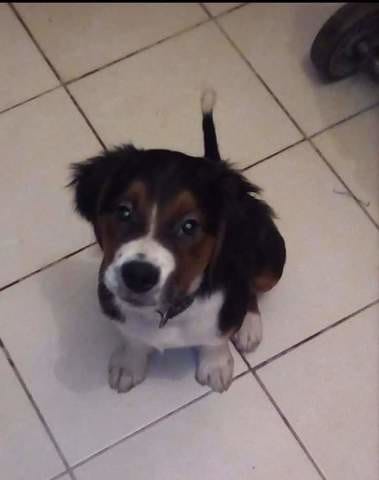 Aide sur mon chien