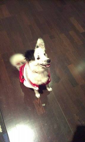 Quelle race mon petit Luki?