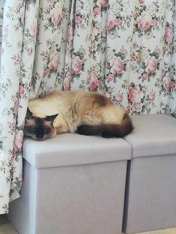 "Race" de mon chat