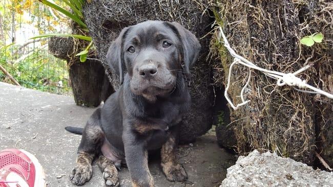 de quelle race est mon chiot