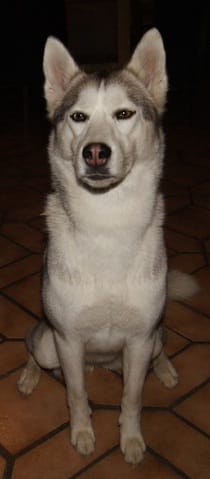 Trouvé chienne husky Grignon (73)
