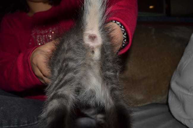 Chaton male ou femelle