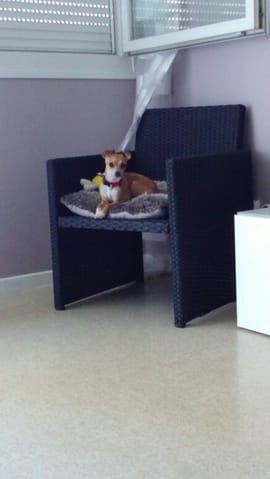 Est-ce un chihuahua ???