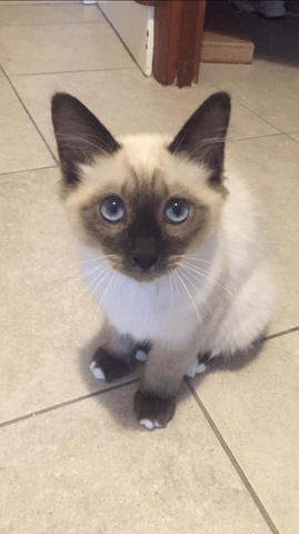 Quelle est la race de mon chat?