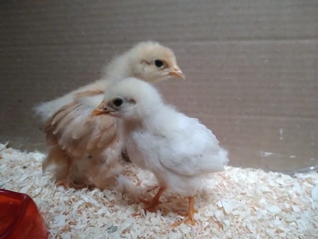 Sexage poussins