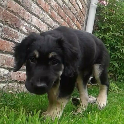 Beauceron Croisé Golden Retriever