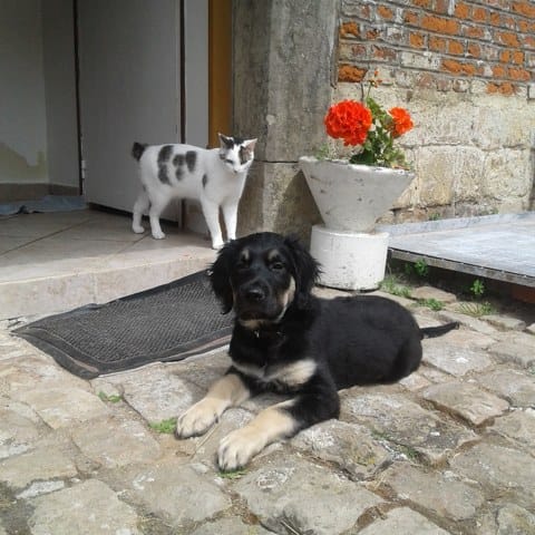Chiot fait pipi dans la maison