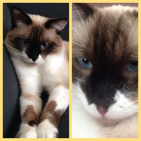 Mon chat a le nez qui change de couleur