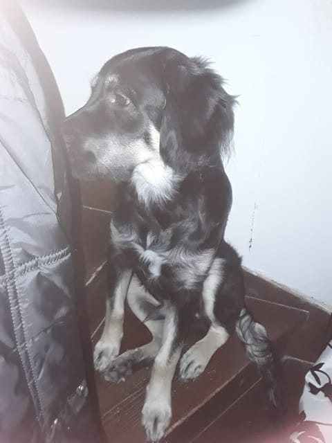 Taille de mon chiot