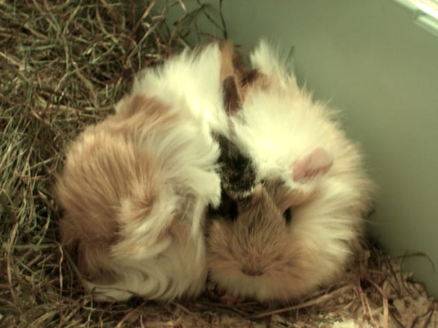Nouveaux compagnons!