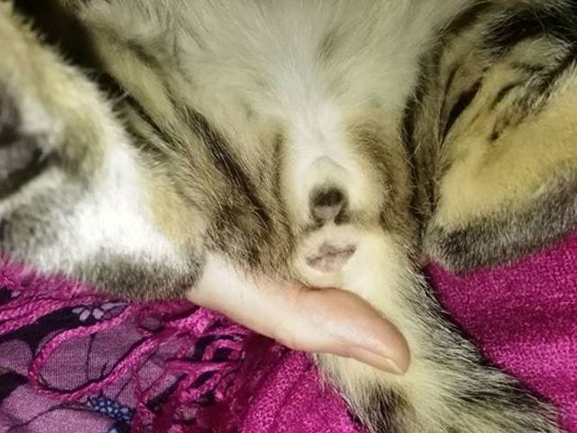 Sexe de mon chaton