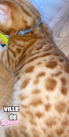 Mon chat est il un bengal?