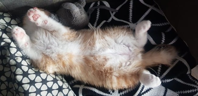 Ce chaton aura-t-il les poils longs ou courts ?