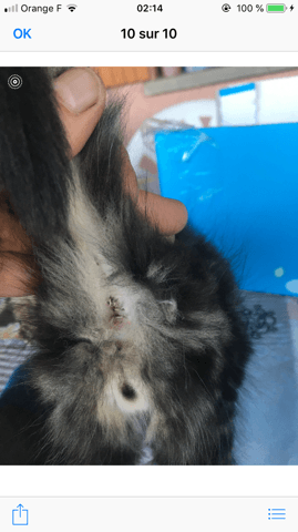 Sexe à déterminer chaton