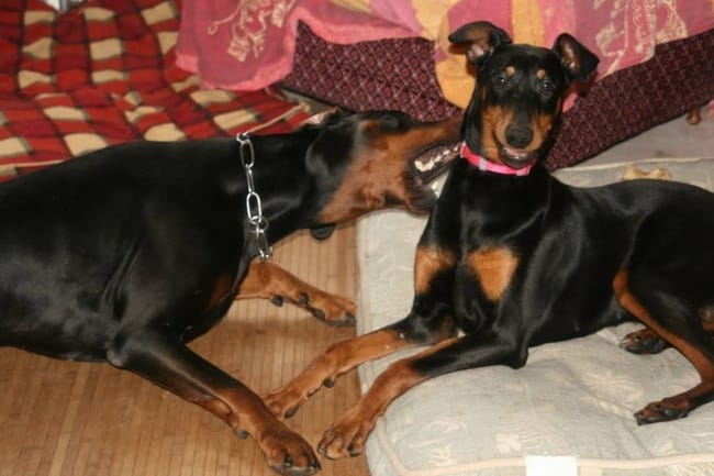 Oreilles doberman