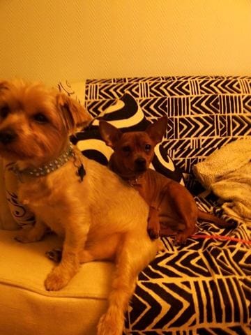 Cherche famille pour accueillir mes chiens