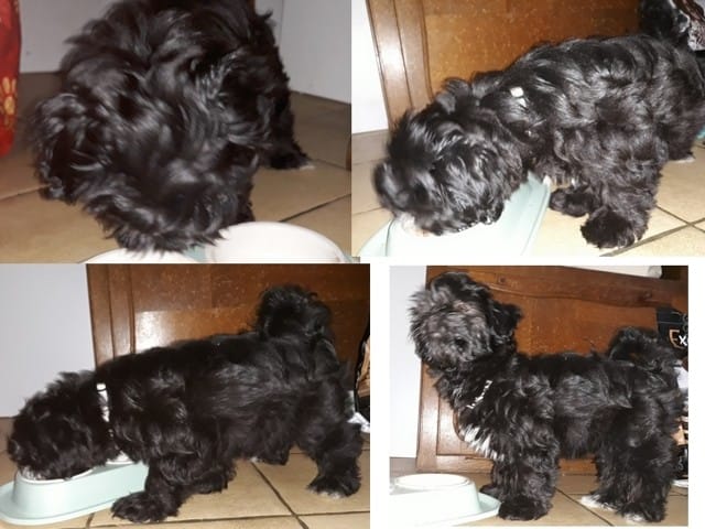 Mon nouveau chiot